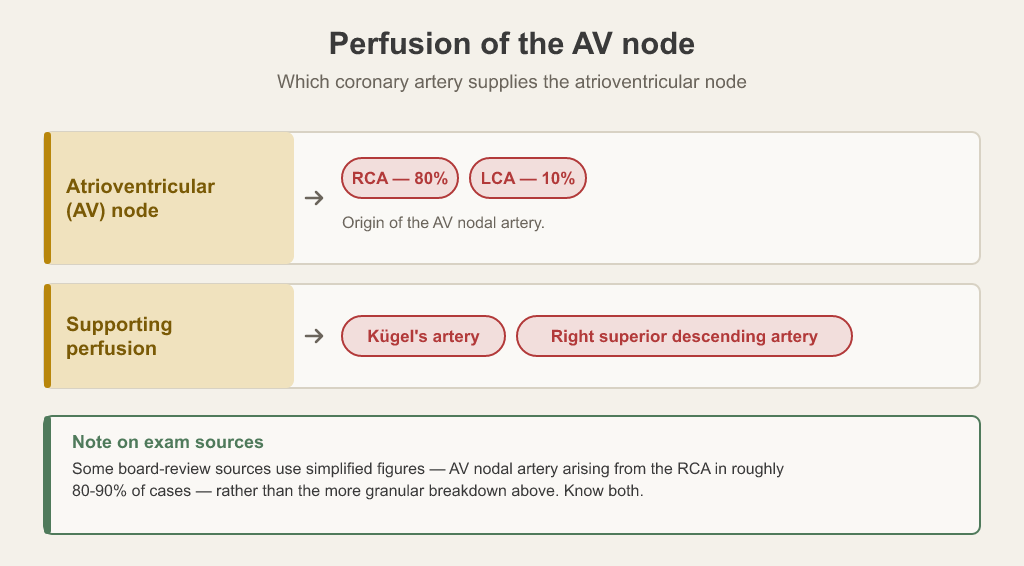 Origin of the atrioventricular nodal artery by percentage: right coronary artery 80 percent and left coronary artery 10 percent, with Kügel’s artery and the right superior descending artery listed as supporting perfusion.
