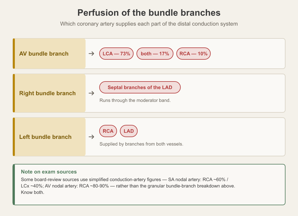 Blood supply of the distal conduction system: the AV bundle branch mainly from the left coronary artery, the right bundle branch from LAD septal branches through the moderator band, and the left bundle branch from both the RCA and the LAD.