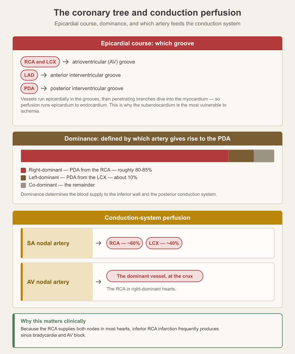 Which epicardial groove each coronary artery runs in — RCA and left circumflex in the atrioventricular groove, LAD in the anterior interventricular groove, PDA in the posterior interventricular groove — with a dominance bar and which artery feeds the SA and AV nodes.