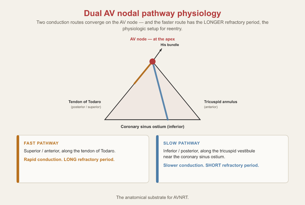 Triangle of Koch bounded by the tendon of Todaro, the tricuspid annulus and the coronary sinus ostium, with the AV node at the apex, the fast pathway along the tendon of Todaro, and the slow pathway near the coronary sinus ostium.