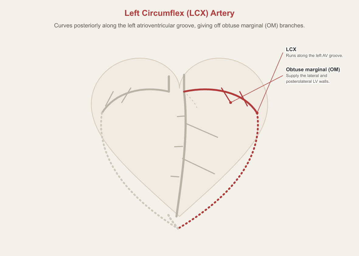 Anterior view of the heart with the left circumflex artery highlighted on the image’s right, curving posteriorly along the left atrioventricular groove and giving off obtuse marginal branches that supply the lateral and posterolateral left ventricular walls.