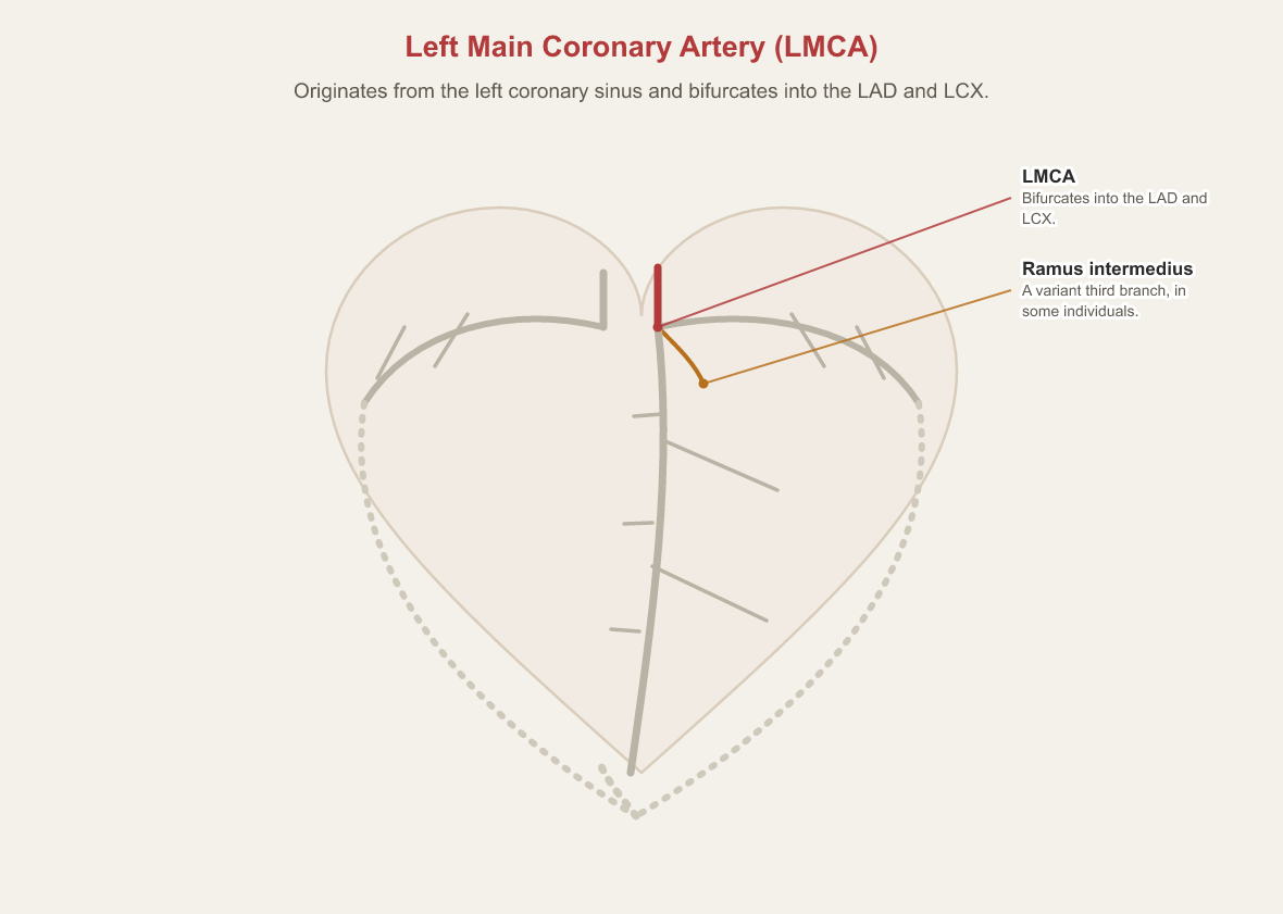 Anterior view of the heart with the left main coronary artery highlighted on the image’s left, at its origin from the left coronary sinus, bifurcating into the left anterior descending and left circumflex arteries, with a ramus intermedius shown as a variant third branch present in some individuals.