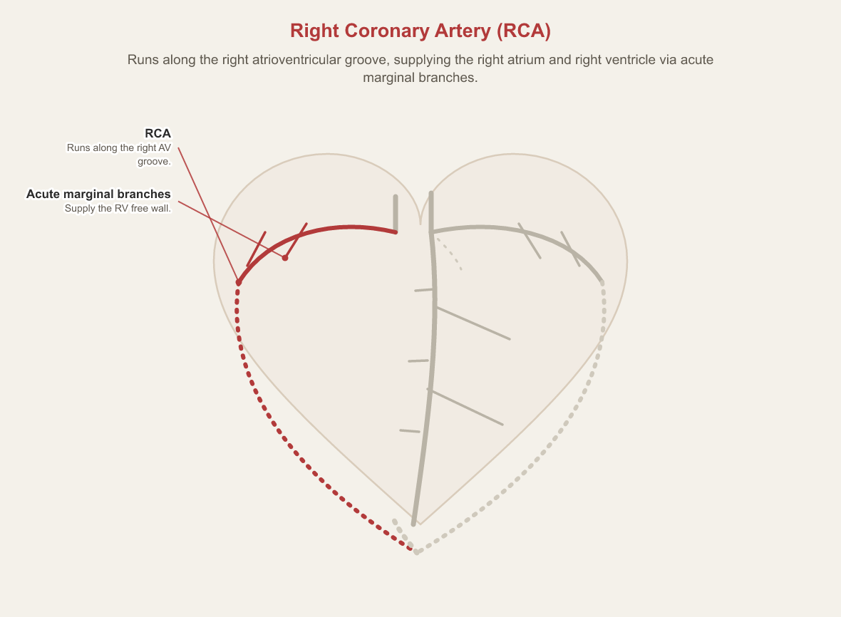 Anterior view of the heart with the right coronary artery highlighted on the image’s left, running along the right atrioventricular groove and giving off acute marginal branches that supply the right ventricular free wall, continuing around toward the crux.