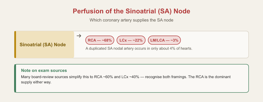 Origin of the sinoatrial nodal artery by percentage: right coronary artery about 68 percent, left circumflex about 22 percent, left main or left coronary artery about 3 percent, with a duplicated SA nodal artery in about 4 percent of hearts.